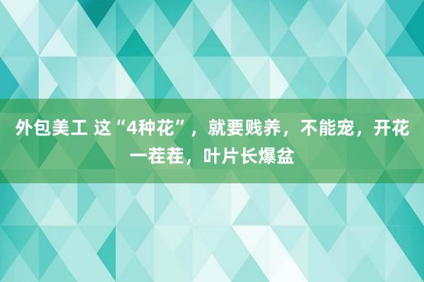 外包美工 这“4种花”，就要贱养，不能宠，开花一茬茬，叶片长爆盆